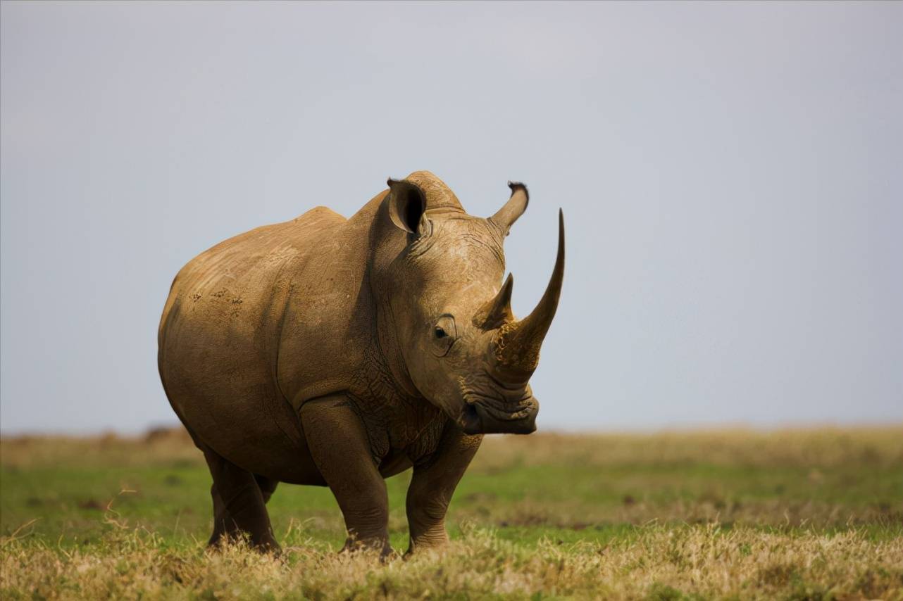 世界十大濒危动物之首的北部白犀牛,仅存2只雌性,难道要灭绝?