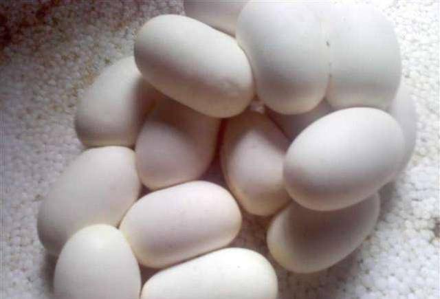 食物_因为_其他