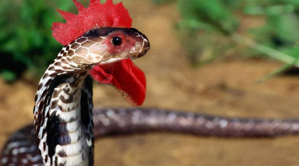原创外号野鸡脖子身为无毒蛇却体含剧毒其实全是蟾蜍的功劳