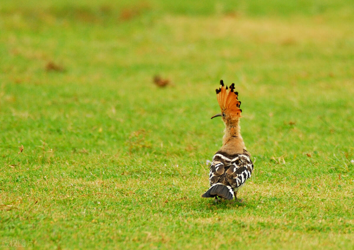 原创湖北恩施发现一种怪鸟头上戴羽冠尖嘴细长相传此为阳雀马