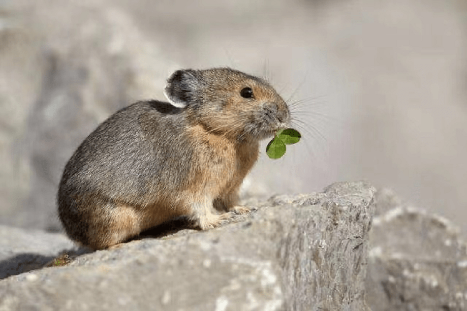 而从目前伊犁鼠兔的地域分布情况来看,它们只生活在我国新疆天山山脉