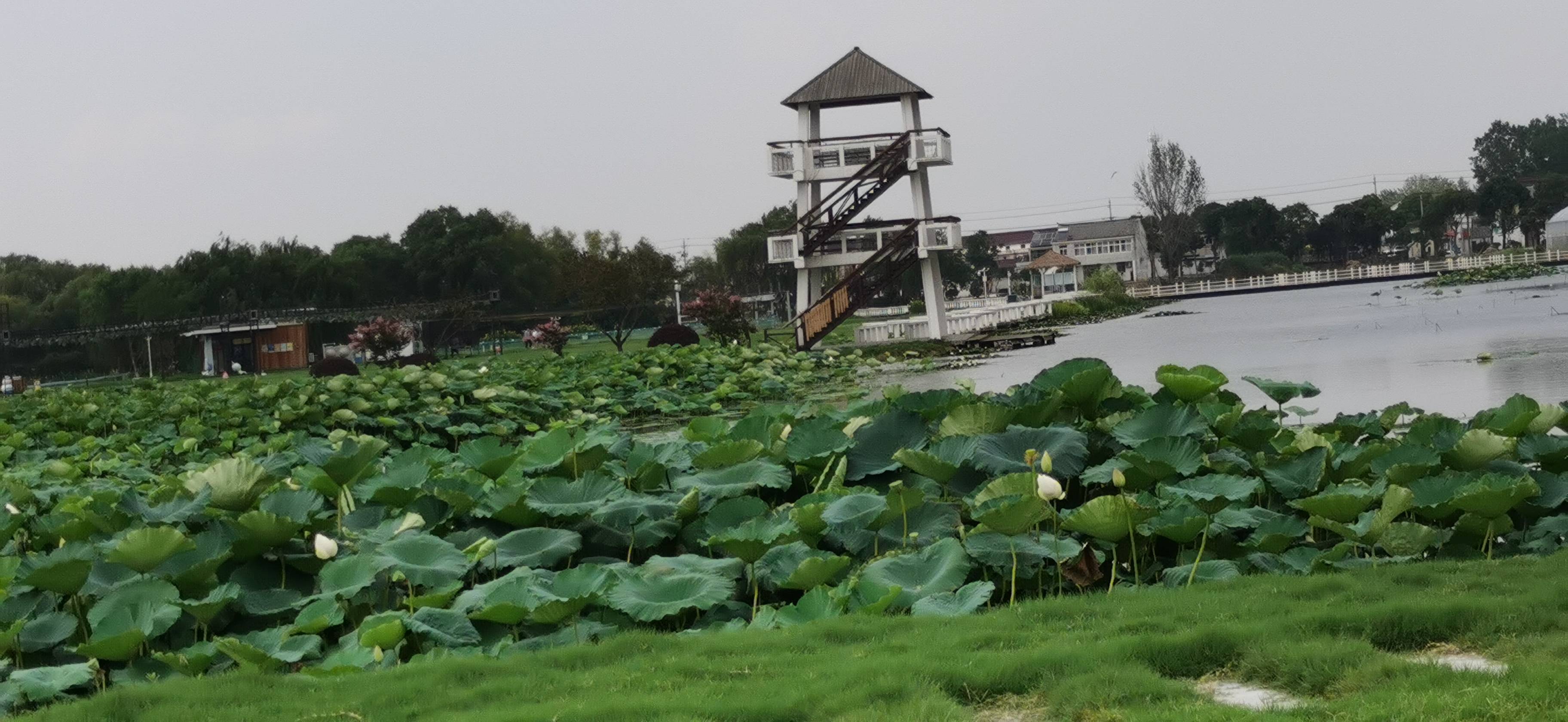 瑶池莲子撒水泗淡淡荷香随风来宝应荷园游记