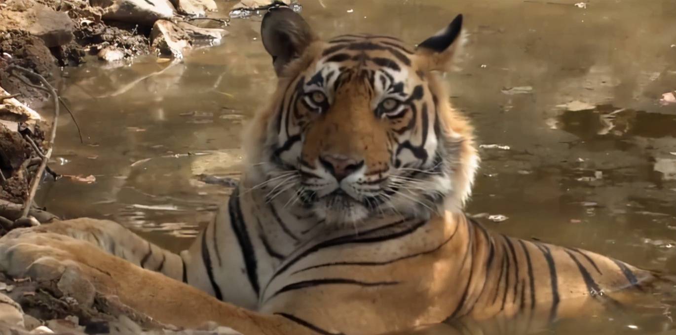 专家都震撼了,母老虎命丧,公老虎竟接手养育3个女儿_桑达丽_萨林_幼虎