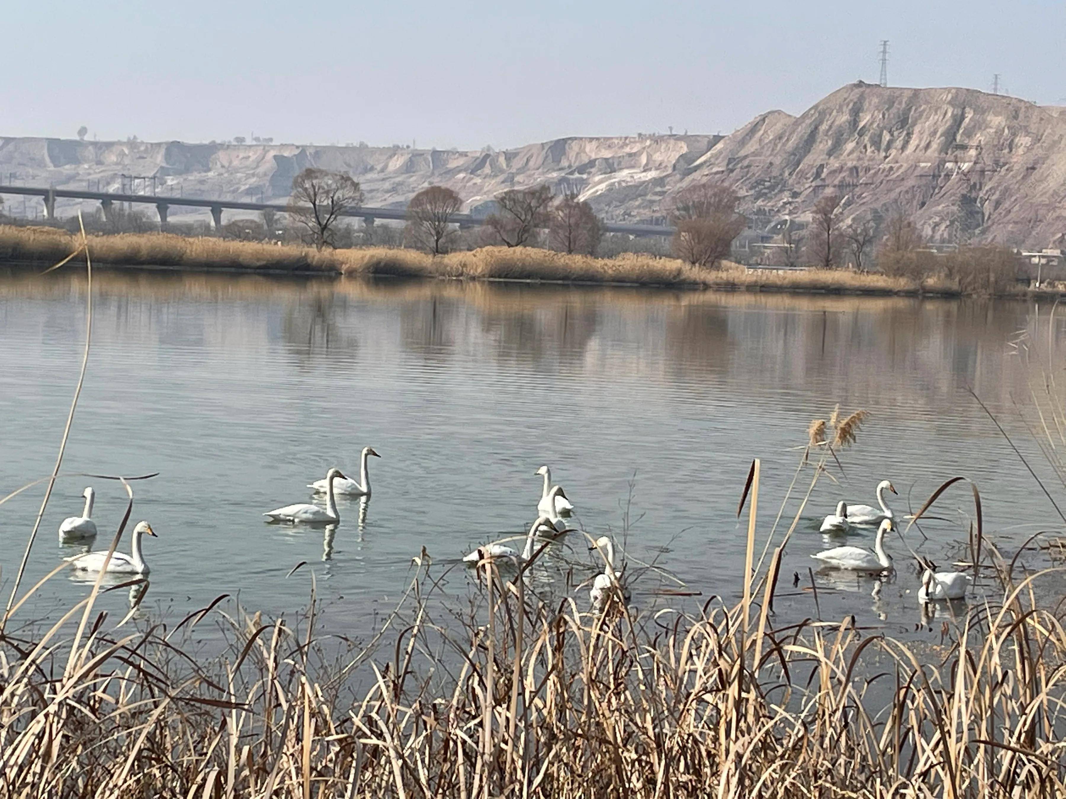 原创兰州西固三江口的天鹅或将归去