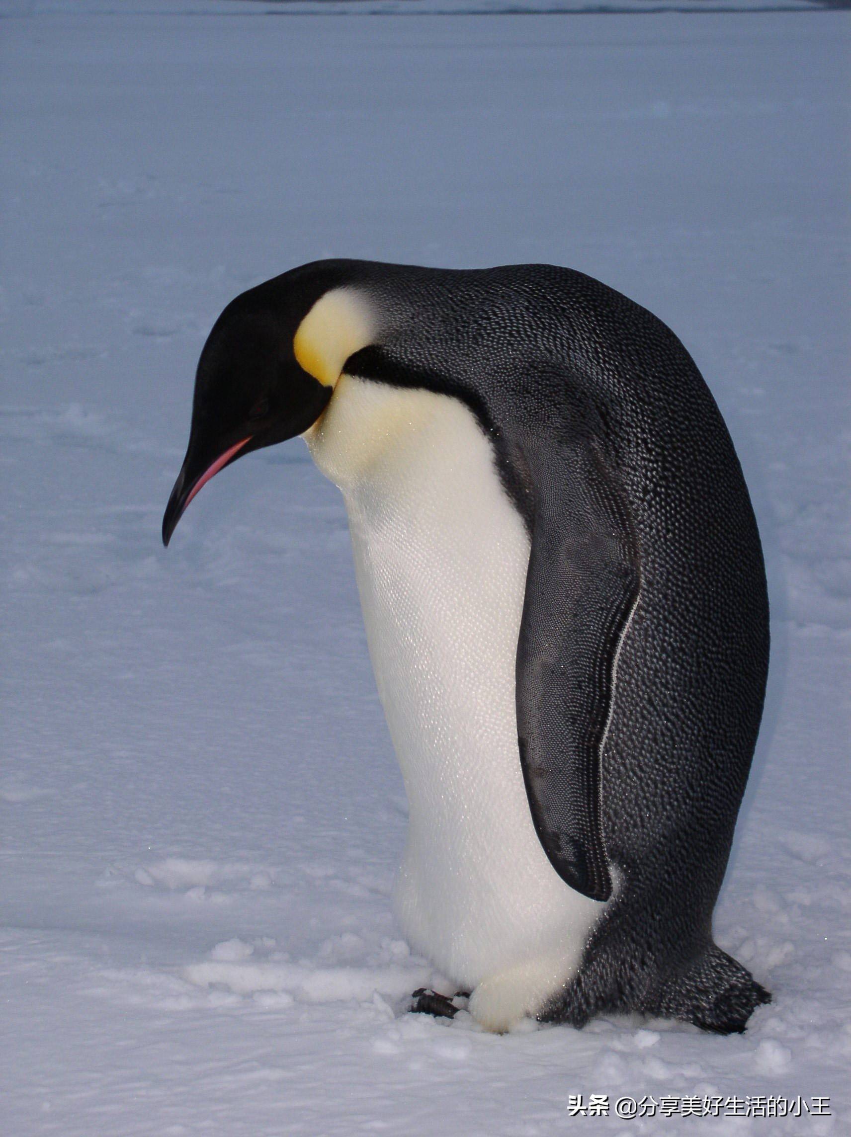 南极企鹅有多少种?学习一下吧