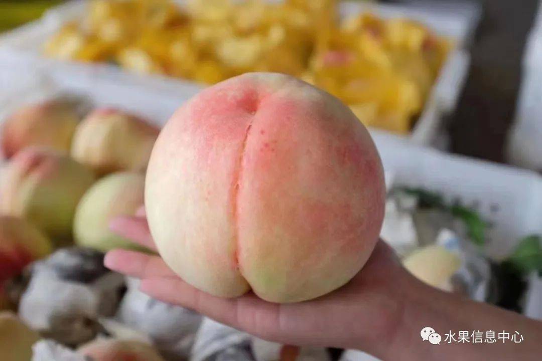 又又又到吃桃季,人手一份的吃桃手册_水蜜桃_品种_上市