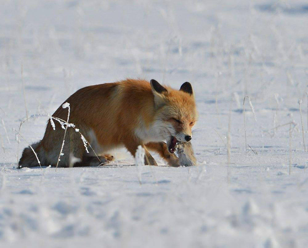 兴安岭发现赤狐,能钻入雪地抓老鼠,看见猞猁大王会远远避开_狐狸_动物