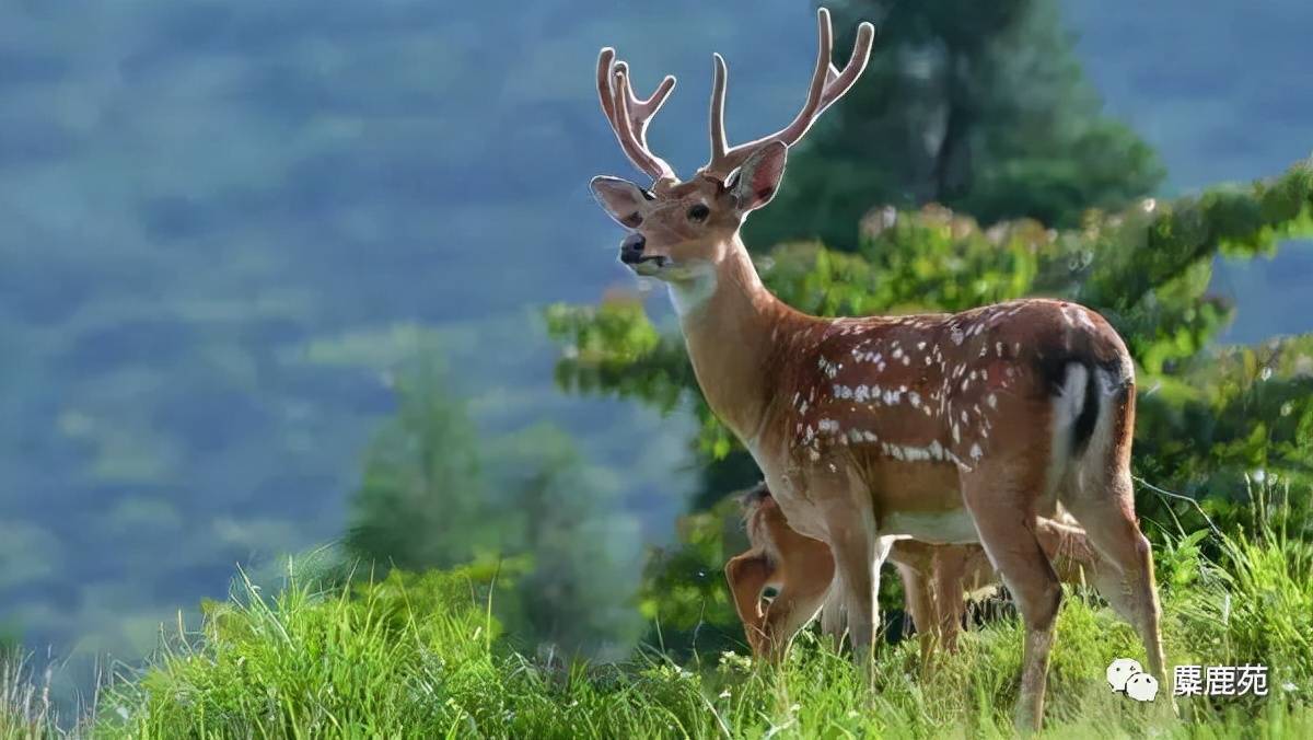 自然有灵且美—森林精灵之黇鹿_梅花鹿_麋鹿_毛色