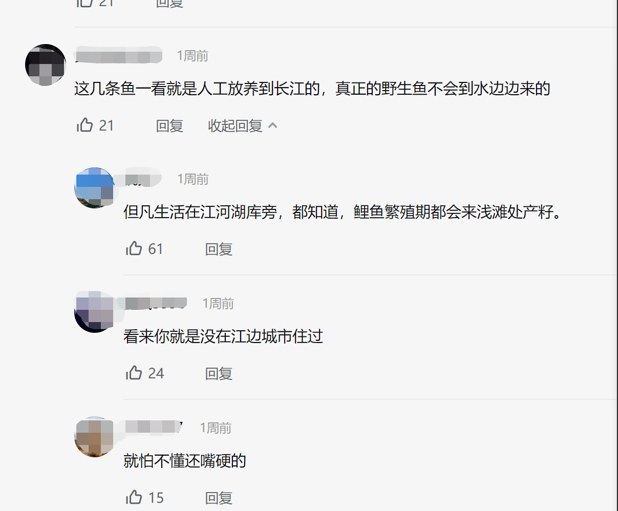 长江之畔，红尾鲤鱼戏春水，一片生机盎然，网友：人工放养的