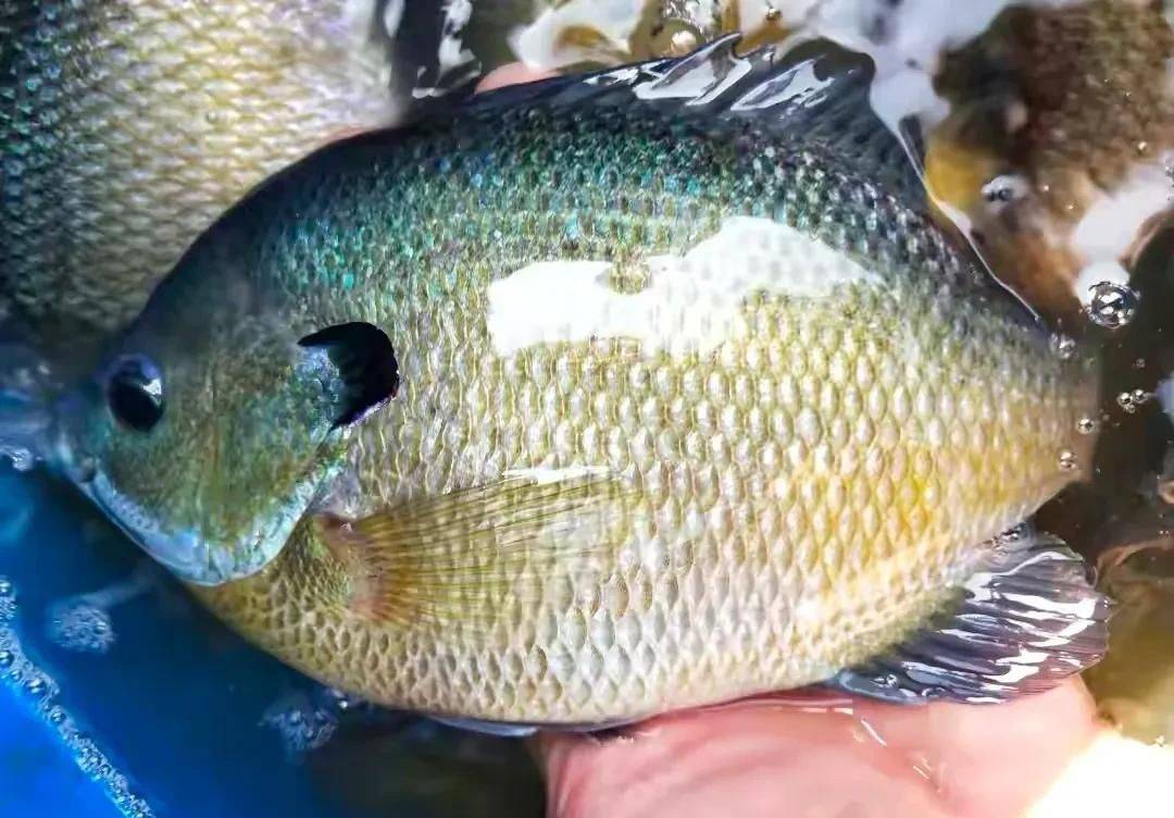 太阳鱼"来袭",我国南方多省出现泛滥趋势,连千岛湖也难逃厄运