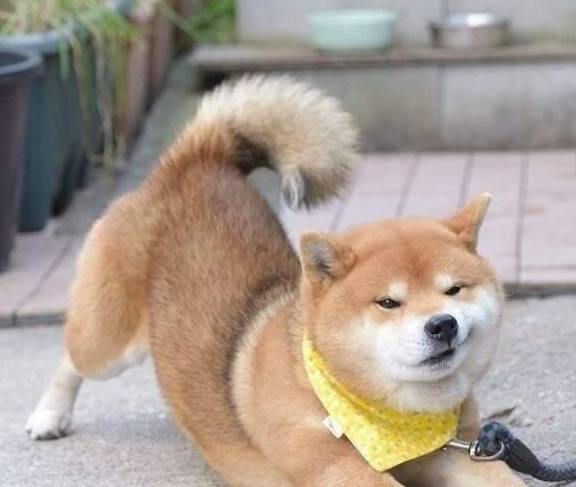 宠物明星柴犬图片在哪里找,柴犬的优缺点分析_表情_主人_小柴