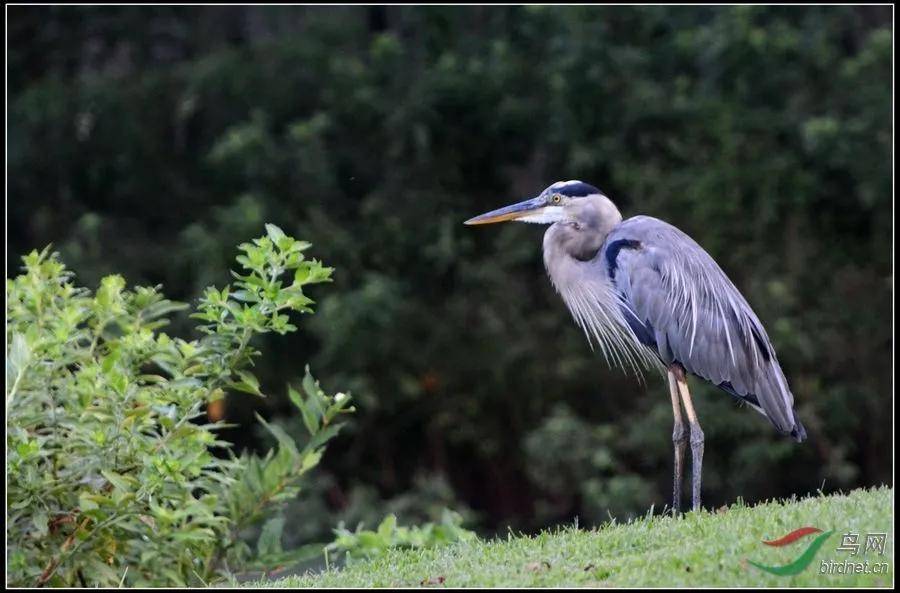 原创鹭在何方识鹭大全带你来看鹭鸶