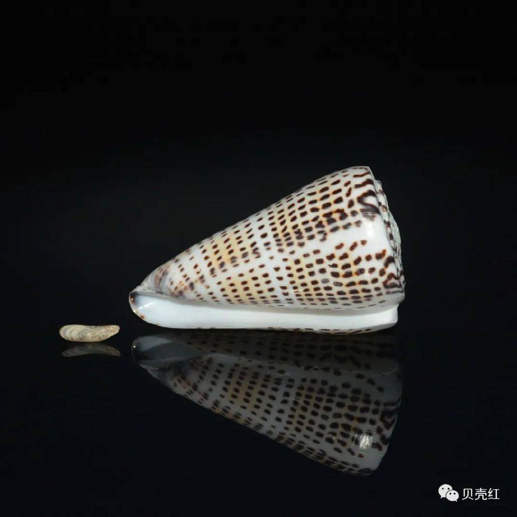 寻宝深圳市海之洋贝壳博物馆 │ 初识豹芋螺_斑纹_学名_密码