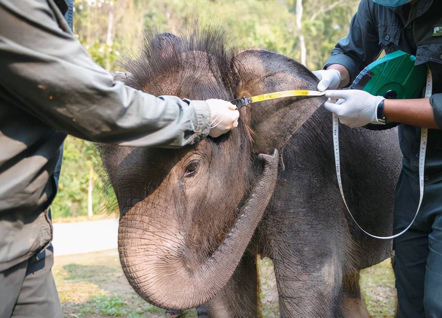 两个月小象受伤遭象群遗弃后