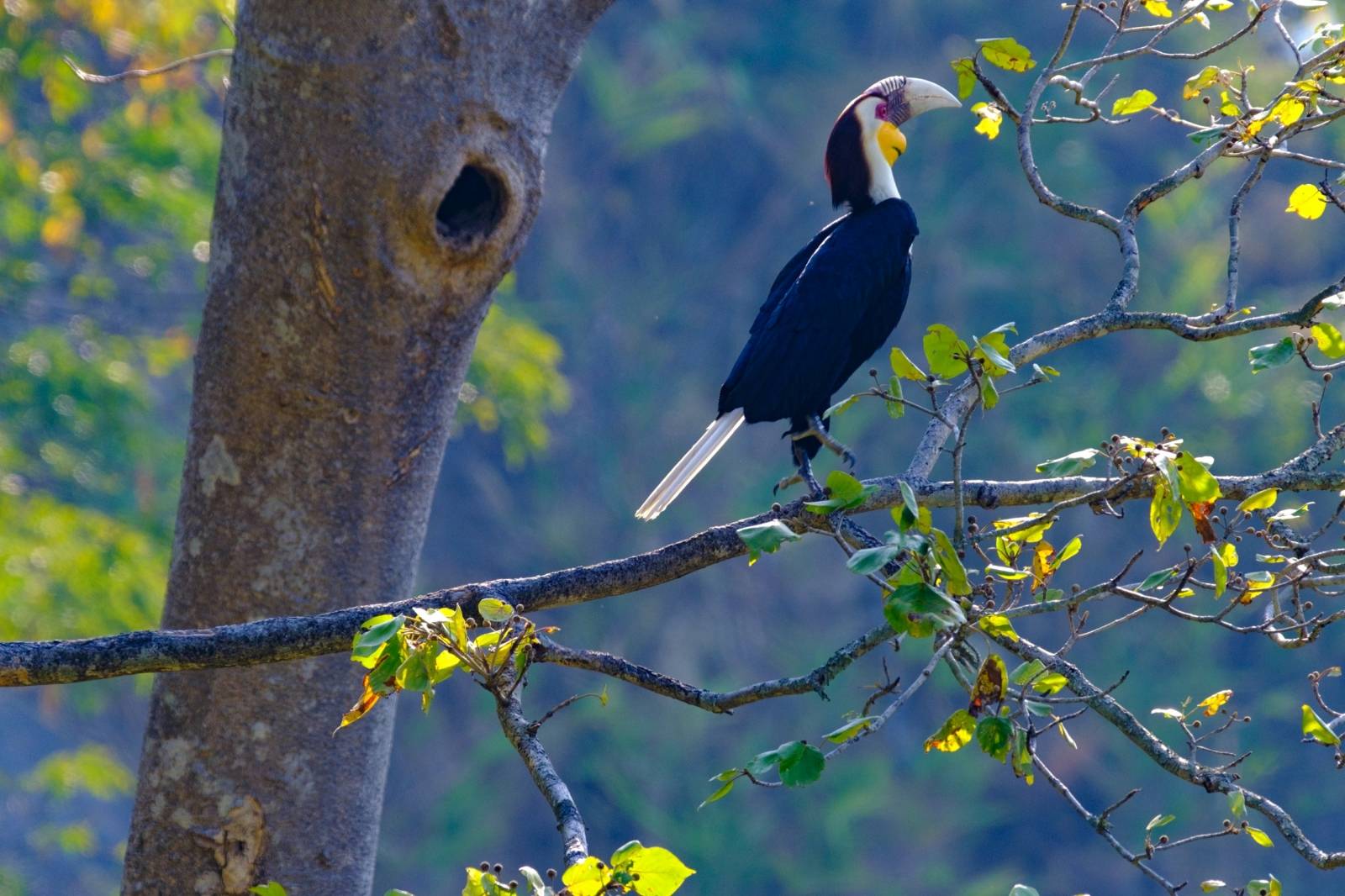 热带雨林常见鸟类图片