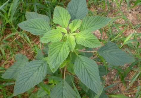 常见野菜,人称"补血菜",常吃可提高造血功能,很珍稀_苋菜_食用_功效