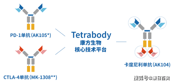 Bio-Share | 双抗逐渐获批：生物测定开发关键点在哪里？_方法_抗体_细胞