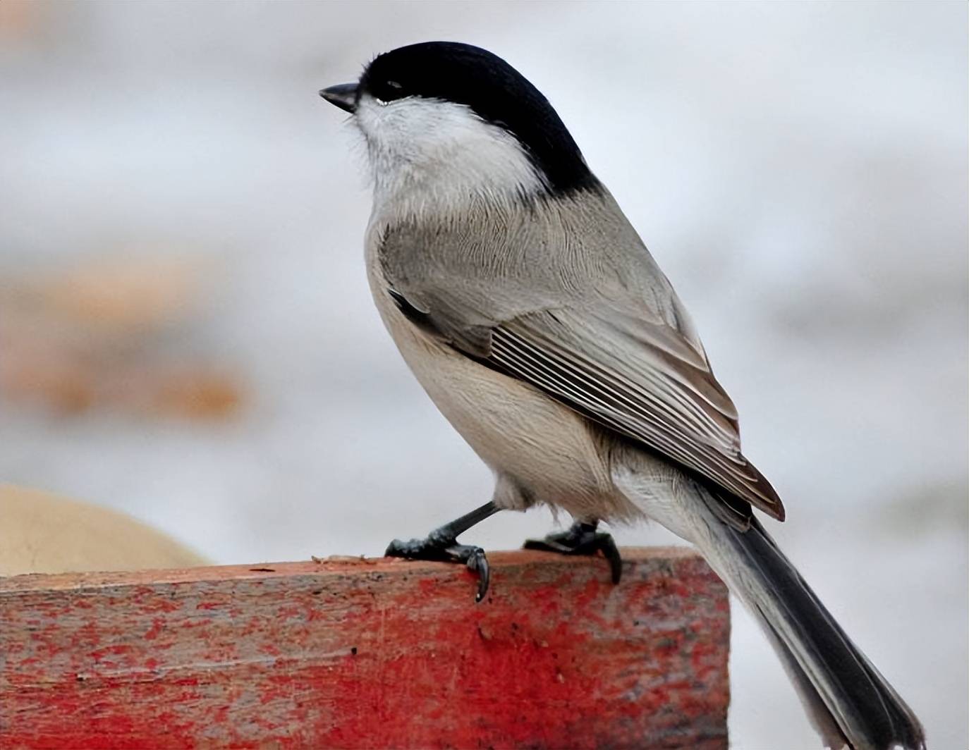 原创中国即将消失的养鸟文化六这种鸟深受乾隆帝喜爱为它特制笼子