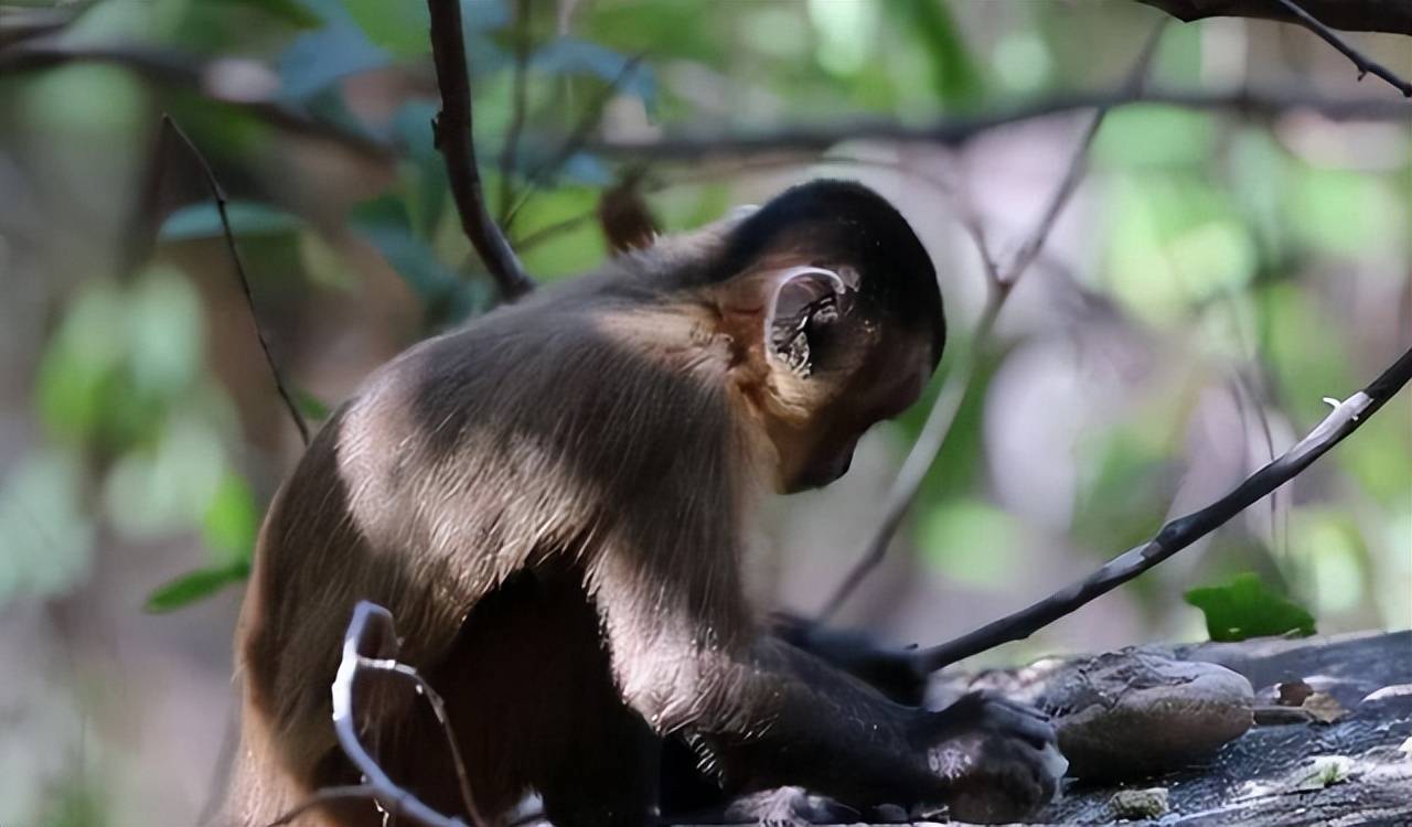 原创巴拿马猴已经进入石器时代它们未来会威胁到人类吗