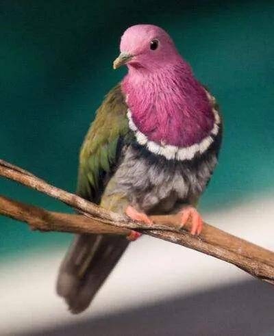 一个赛着一个的花哨.这气质够高贵冷艳的.粉嘟嘟的大嘴巴子.