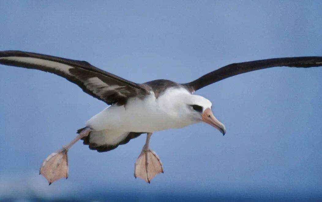 短尾信天翁和黑背信天翁.