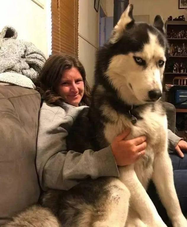 哈士奇懒癌晚期,走到哪都要主人抱着,可能是一只假哈士奇_宝宝_动作