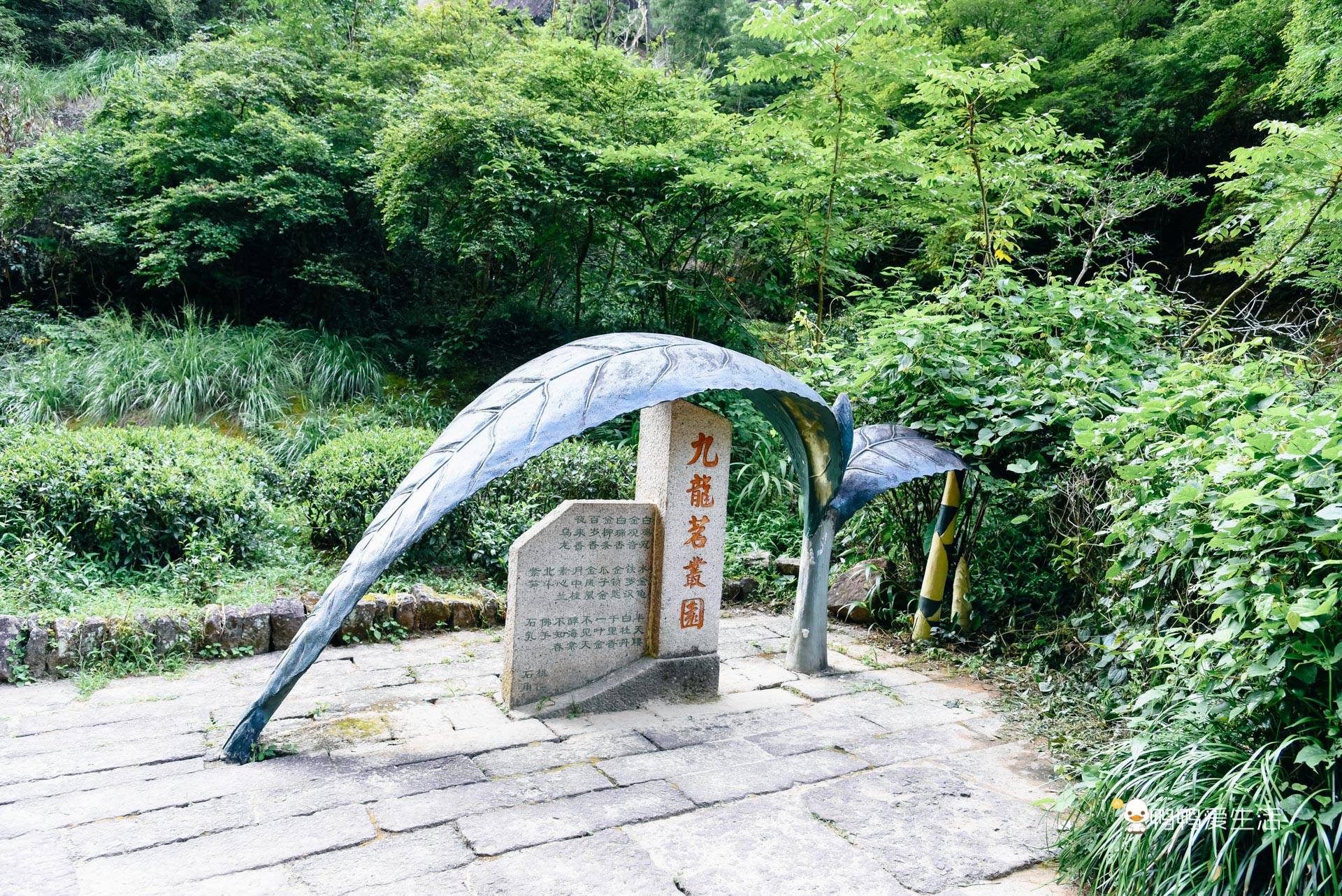 母树大红袍：有钱也喝不到，其貌不扬藏在半山腰作为景点开放参观_武夷山_景区_福建