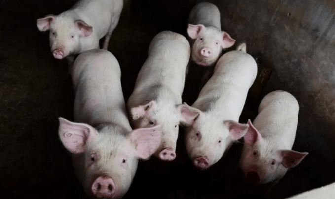 中华财险为梅州养殖户提供生猪价格指数保险