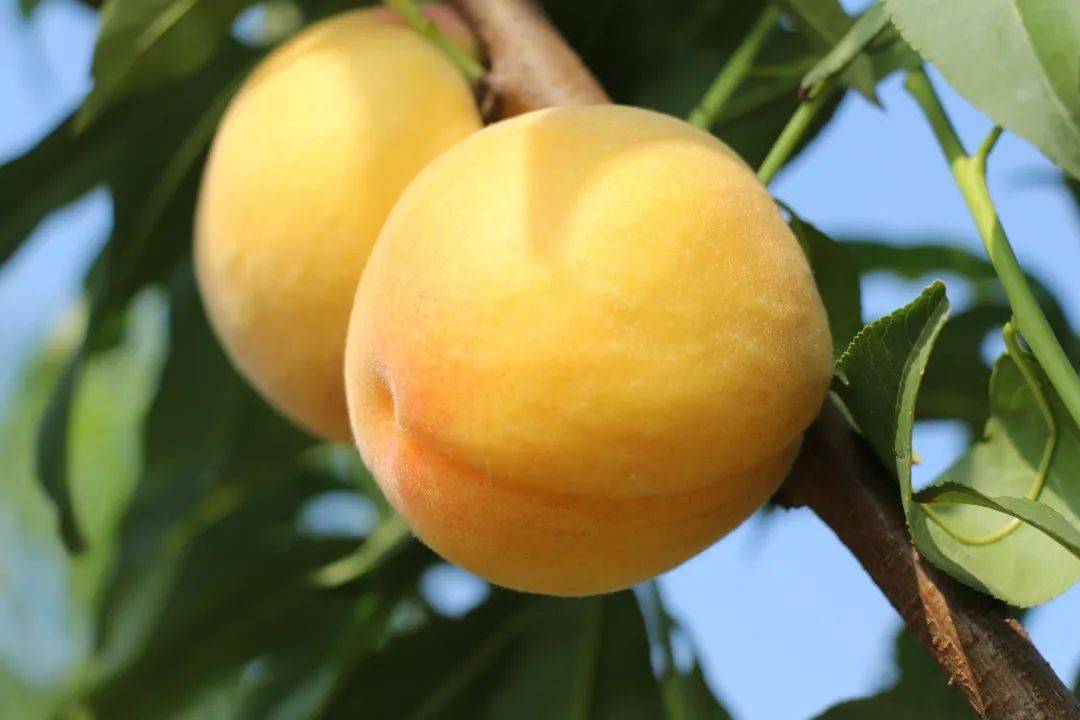 孝昌特产锦绣黄桃满口香甜爆汁夏日佳品