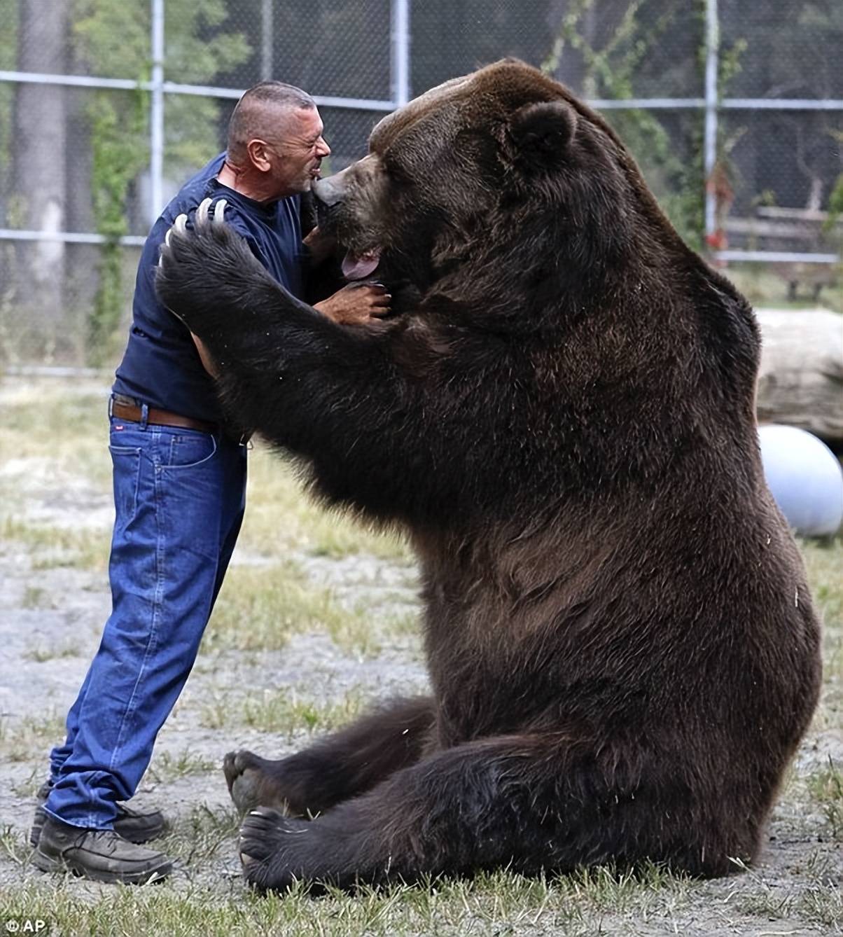 西伯利亚虎vs棕熊图片