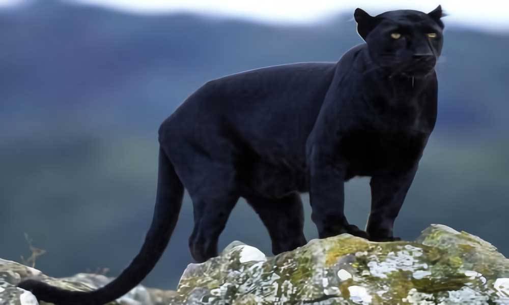 原创黑化后的动物价值如何黑化企鹅全球仅一只价值比大熊猫还珍贵