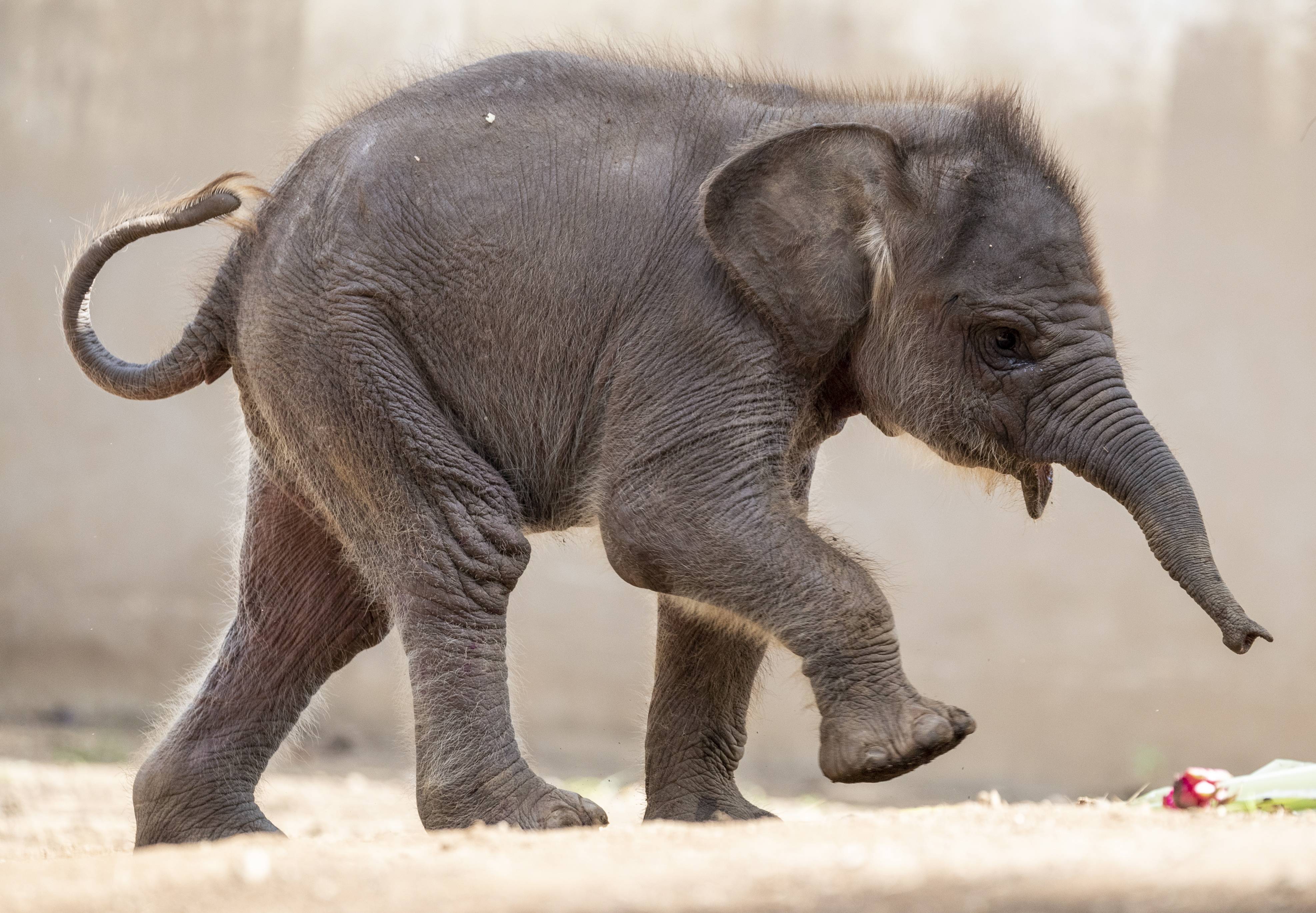 (外代二线)巴厘岛动物园的小象_苏门答腊_新华社_欧新