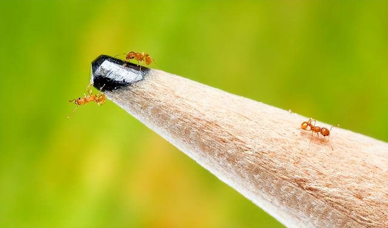 红火蚁正扩散,小火蚁又现身我国,南美来的蚂蚁为何让国人苦恼?