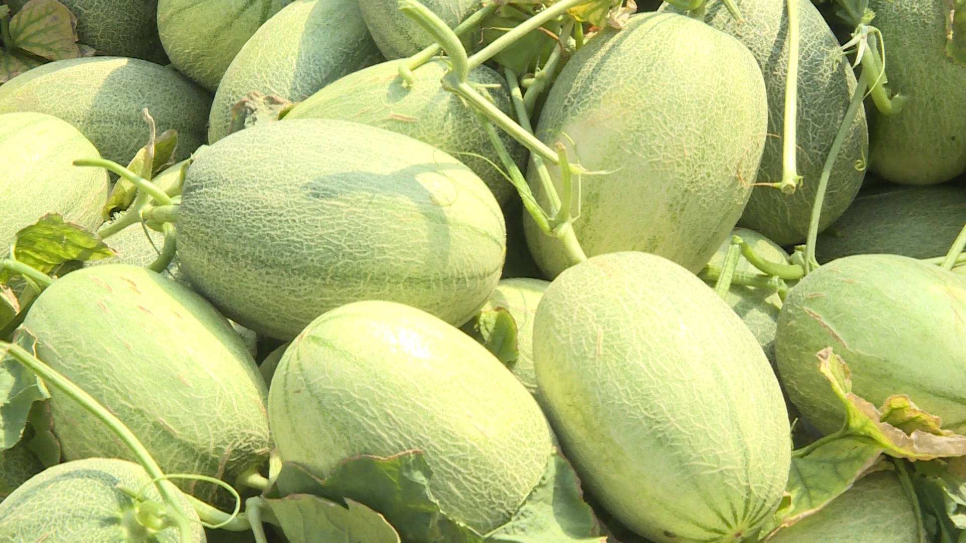 可是这个东湖瓜叶子的,果实也大,一个木筐里装不了几个,加上路上的