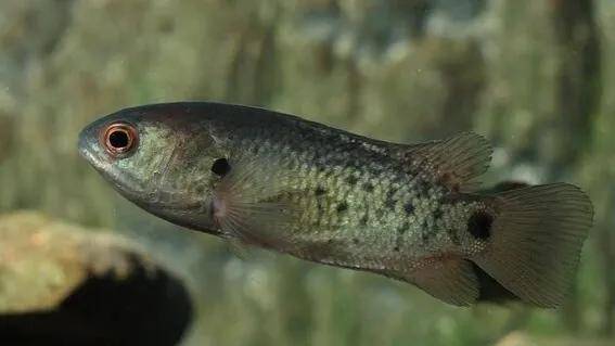 神奇动物-会走路的鱼:龟壳攀鲈