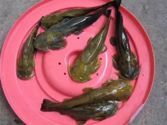 那时候河流,溪水都没怎么受到污染,且石巴子这种肉少的鱼比起肥美的