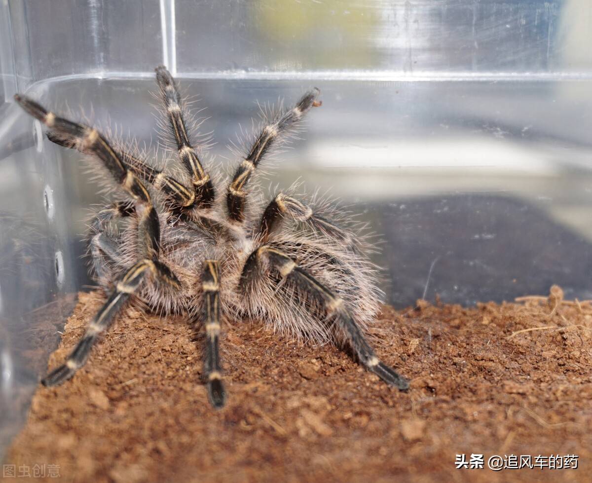 世界十大动物之最,脚最多的动物你肯定没听说过_生活_蜻蜓_猎豹