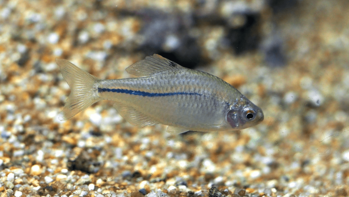 原创63年一遇山东济南小清河重现土著鱼中华鳑鲏为何再出现