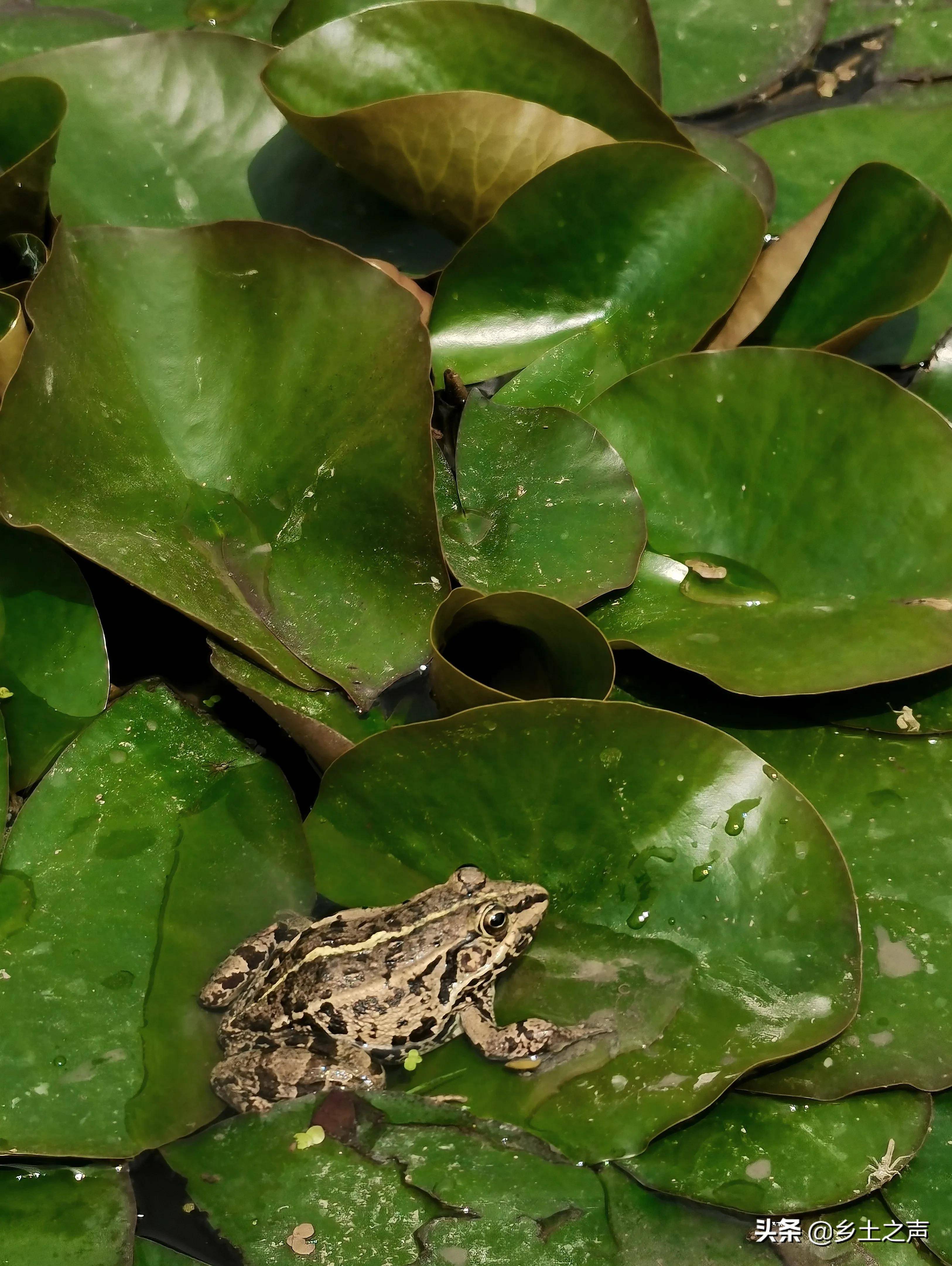 虎纹蛙真实图片