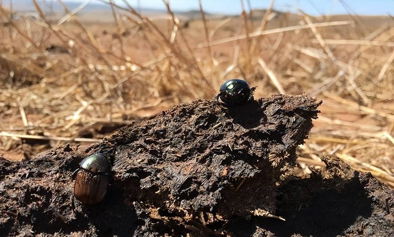 它属于粪食性动物,以动物粪便为食,它们一般会栖息在动物粪便里,或者
