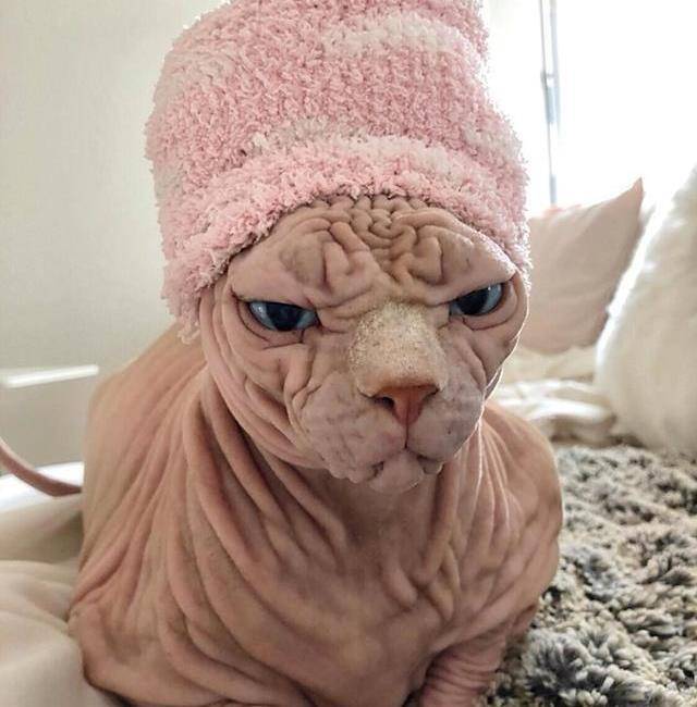 原创史上最丑无毛猫皮肤褶皱宛如活脑主人为其这样辩护