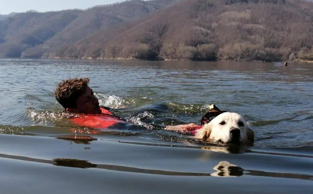 原創15歲女孩被海水捲走面對洶湧的海浪救生犬奮不顧身救援