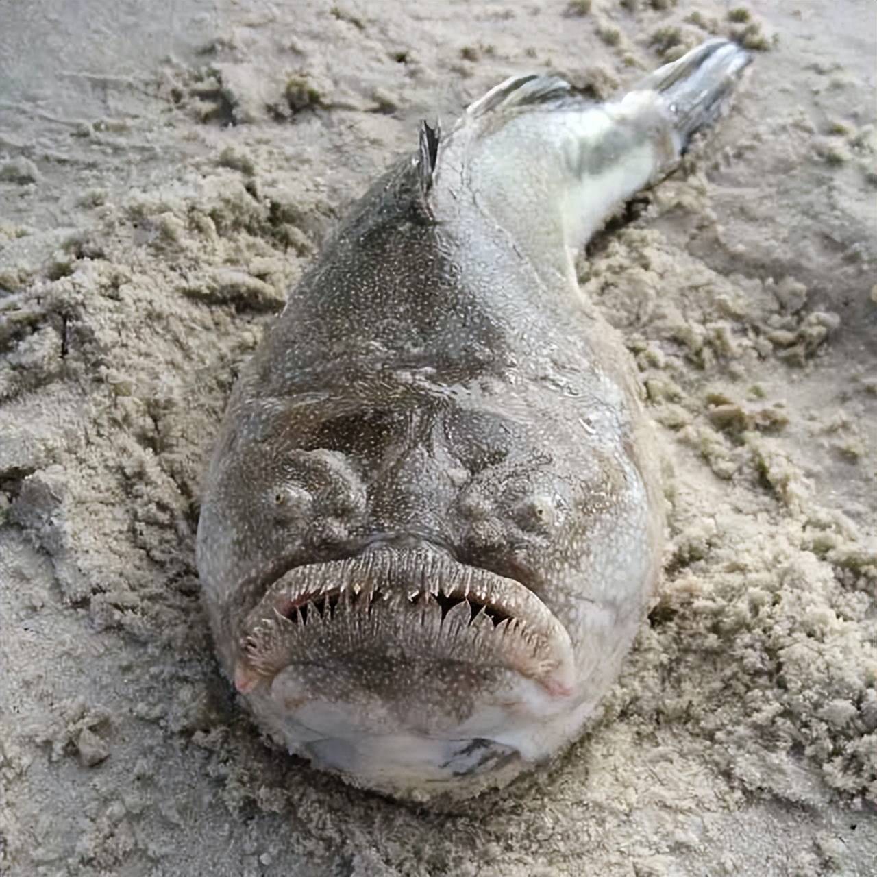 胆小勿入深海中奇怪的海洋生物前10名