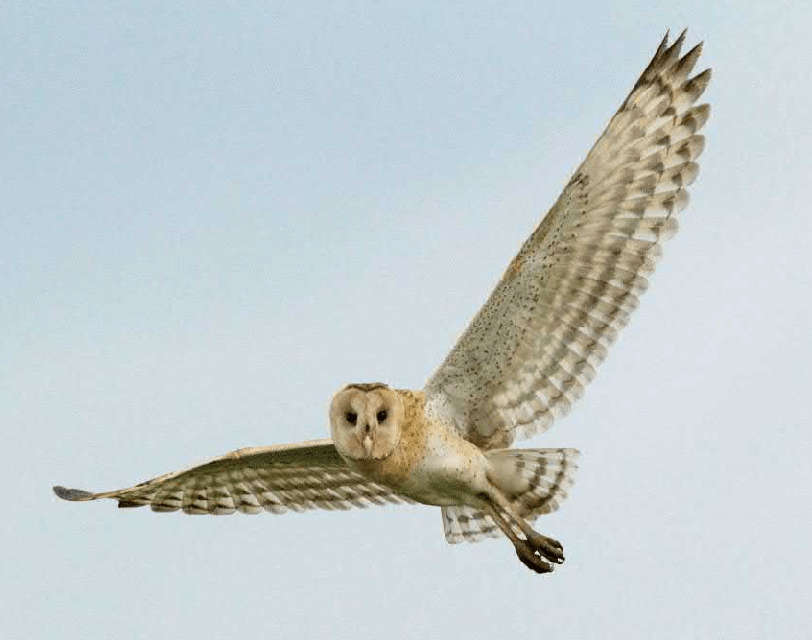原创世界猫头鹰大全东方草猫头鹰