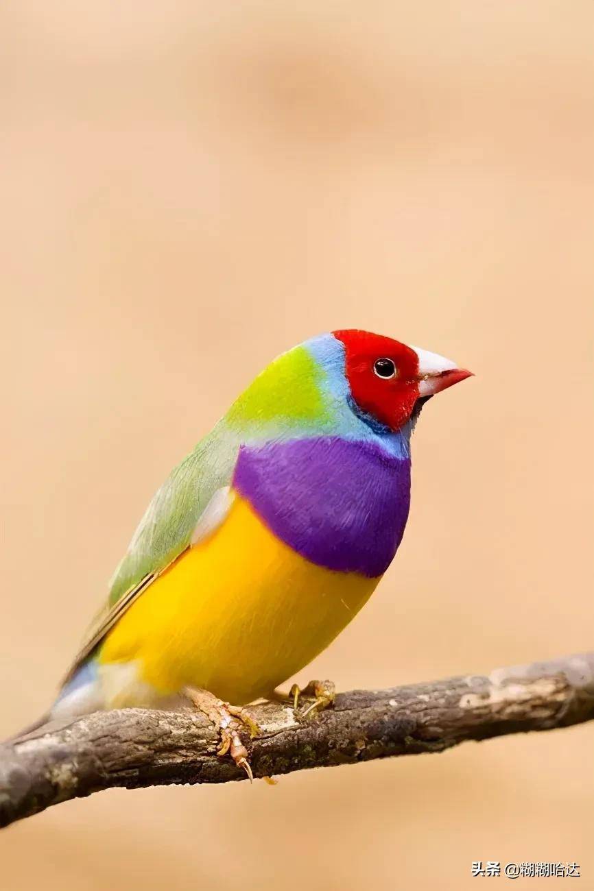 原创大自然珍贵罕见的鸟类美丽活泼呆萌可爱体型奇特