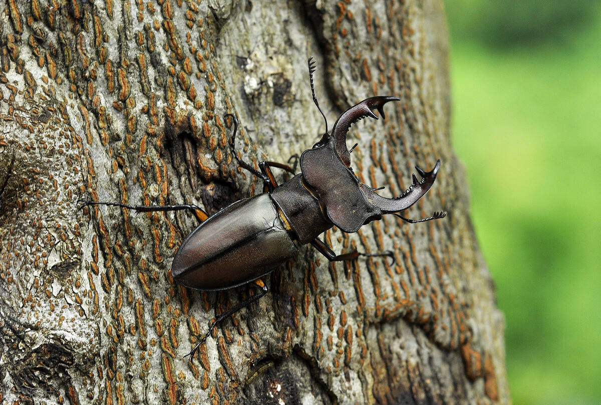昆虫刽子手锹甲夹夹虫