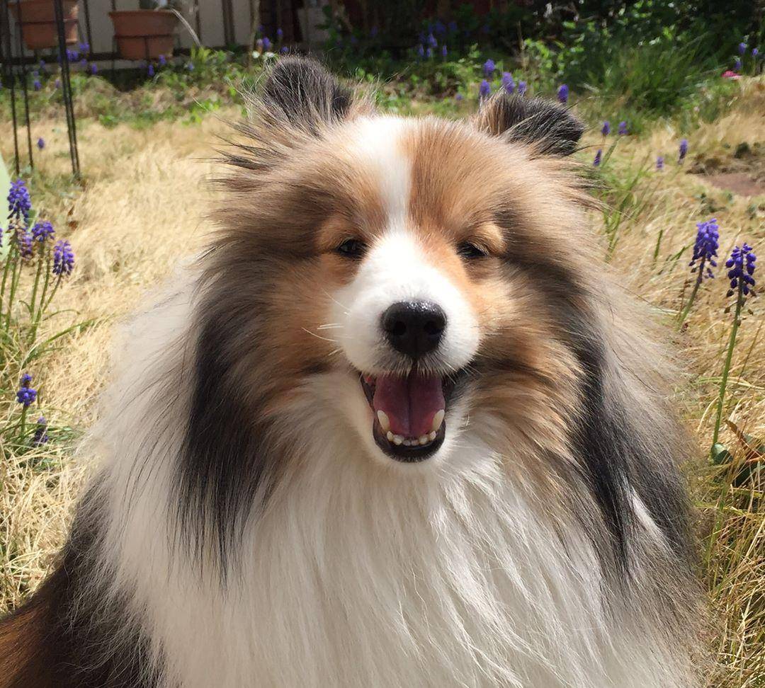 爱笑的狗子运气都不会太差,萌萌的小号牧羊犬-喜乐蒂!