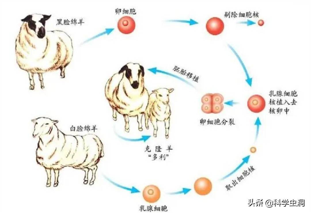 为什么现在很少提克隆多莉羊的一生就是答案实在太可怜了