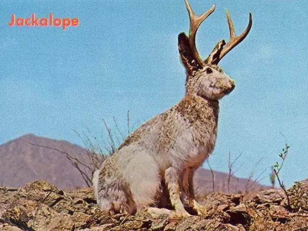 传说中,北欧森林里的鹿角翼兔是何方神圣_兔子_肖普_商家