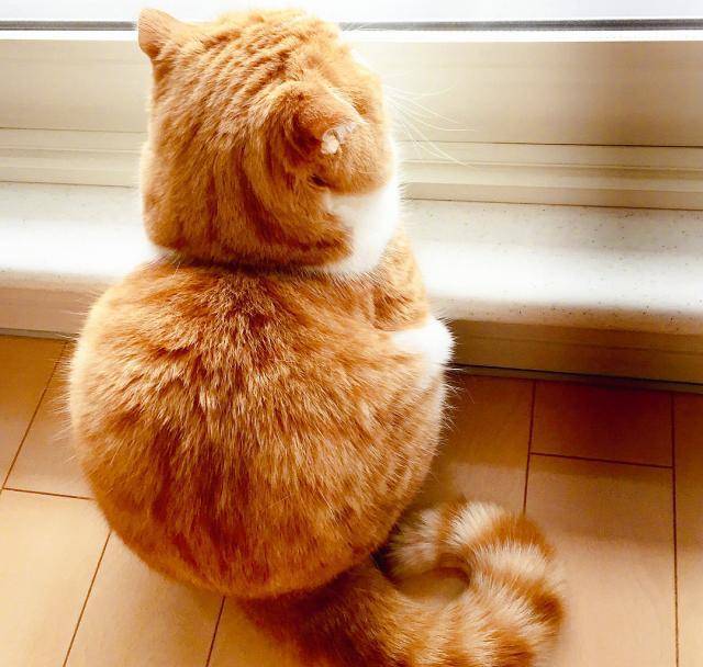 小橘猫的背影实在太治愈,肥胖的体型让猫咪蹲在一起的时候就像个橘色